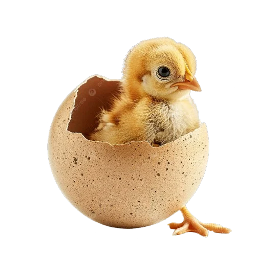 Poussin sortant de sa coquille