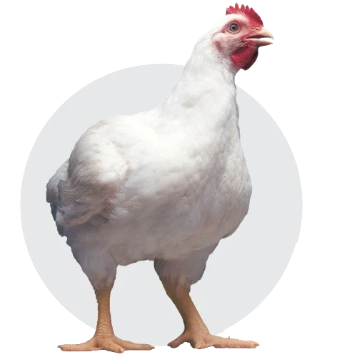 Poule blanche