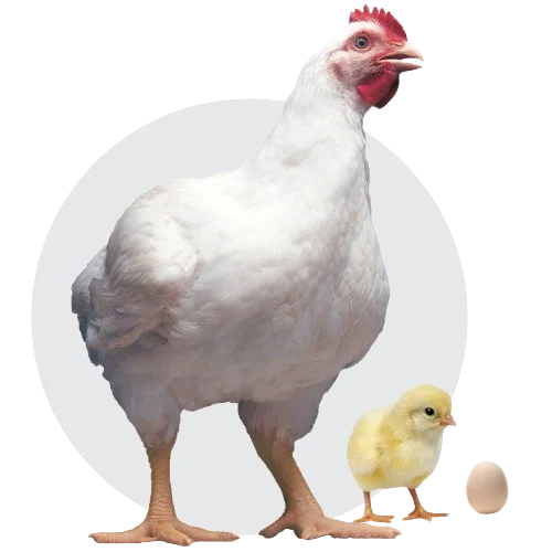 Poule, poussin et œuf